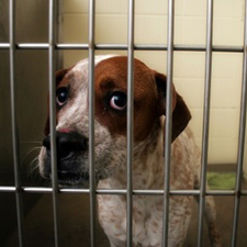 Guilty dog