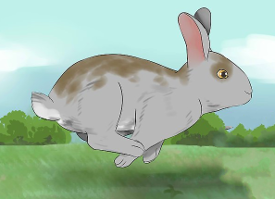 Run-Away Rabbit