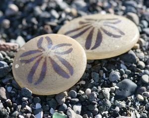 Sand Dollar